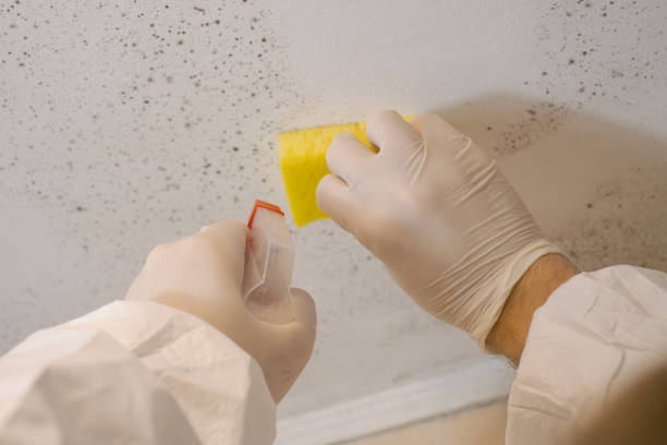 Fair Haven, NY Mold Removal Company